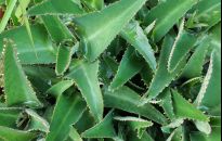 Żyworódka pierzasta leczy zgagę i inne dolegliwości