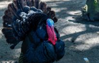 Ognisko ptasiej grypy 40 kilometrów od Rzeszowa