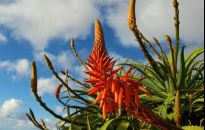 Aloes drzewiasty - udekoruje mieszkanie, przyda się na zdrowie