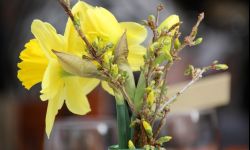 Owies, rzeżucha i inne rośliny w wielkanocnych stroikach