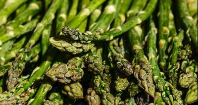 Szparagi kiedyś rosły w wielu ogródkach. Jak je uprawiać?