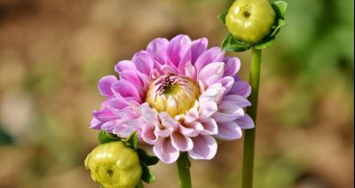 Nie spiesz się z sadzeniem dalii