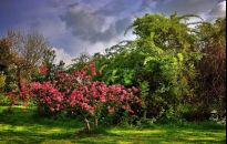 Jak dbać o drzewa i krzewy owocowe