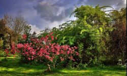 Jak dbać o drzewa i krzewy owocowe