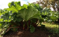 Obierki z rabarbaru znakomite na oprysk, także pomidorów