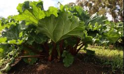 Obierki z rabarbaru znakomite na oprysk, także pomidorów