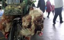 Chiny: pierwsze na świecie zakażenie człowieka ptasią grypą H10N3