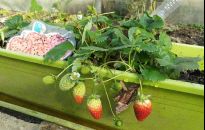 Jakie truskawki posadzić na balkonie, w doniczce