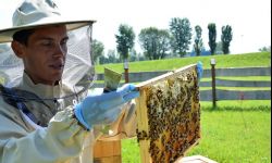 30 litrów miodu z pierwszej w Rzeszowie miejskiej pasieki