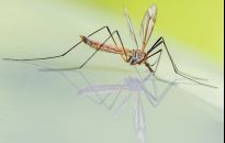 Sposoby na komary - lawenda, melisa i inne sekrety