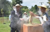Miejskie miodobranie. 12 pszczelich rodzin nad Wisłokiem