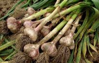 Czas na czosnek ozimy