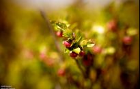 Zobacz Bieszczady Wiosną braci Kłysewiczów