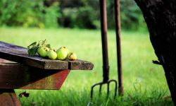 Połowa lata w domowym warzywniaku. Co na poplon?