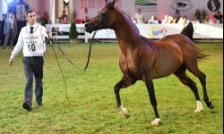 Blisko 1,6 mln euro za konie na aukcji Pride of Poland