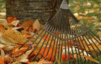 Jesień w ogrodzie - czym się zająć?