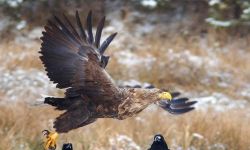 W okolicach Leska nowa strefa ochrony gniazda bielika