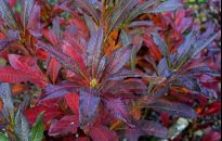 Kiedy przesadzić rośliny zimozielone