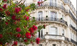 Wyjątkowe strojne drzewa i krzewy ozdobne