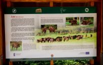 Zobacz zagrodę dla żubrów w Mucznem 