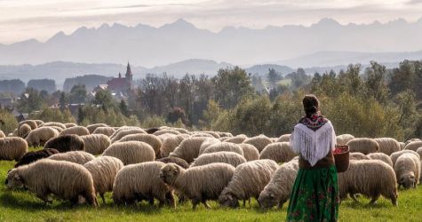 Redyk 2021 w Beskidzie Niskim. Fotografie Krystiana Kiwacza