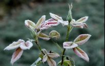 Jesienne liście użyźnią glebę