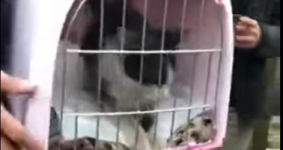 Farciarz. Udało się uratować kotka z rury ciepłowniczej w Rzeszowie