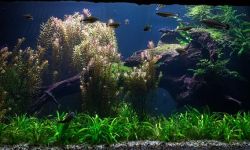 Akwarystyka dla początkujących