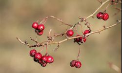 Owoce dzikich krzewów na herbaty i nalewki