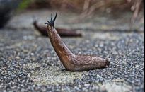 Niespodzianki podczas przekopywania grządek - szkodniki