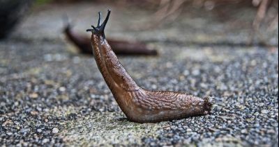 Niespodzianki podczas przekopywania grządek - szkodniki