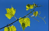ABC rozmnażania winorośli