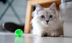Zabawki dla kota, którymi pupil pobawi się sam