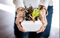 Sposoby na zimowe problemy z domowymi roślinami