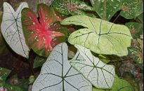 Kaladium o pięknych liściach - co lubi ta roślina?