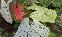 Kaladium o pięknych liściach - co lubi ta roślina?