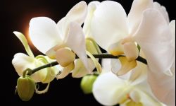 Storczyki - uprawa od A do Z