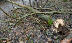 RCB ostrzega mieszkańców całego kraju przed bardzo silnym wiatrem