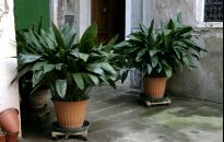 Aspidistra wyniosła - łatwa w uprawie i w sam raz dla zielonych 