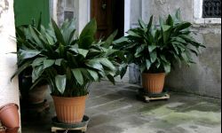 Aspidistra wyniosła - łatwa w uprawie i w sam raz dla zielonych 