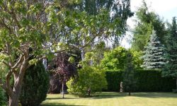 Na wiosnę w Rzeszowie prawie 500 nowych drzew za milion zł