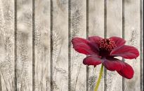 Rośliny o zapachu czekolady