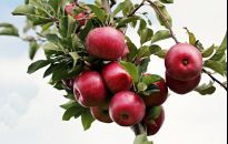 Jabłoń z czerwonym miąższem - smaczna ozdoba ogrodu