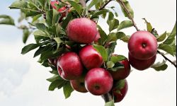 Jabłoń z czerwonym miąższem - smaczna ozdoba ogrodu