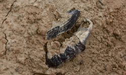 USA: zdjęcia satelitarne przeczą rosyjskiej propagandzie nt. Buczy