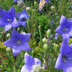 Niebieskie dzwonki na rabaty