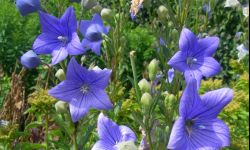 Niebieskie dzwonki na rabaty