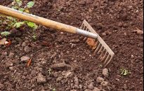 Rośliny, które wskazują kwasowość i żyzność gleby