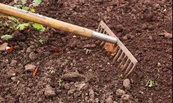 Rośliny, które wskazują kwasowość i żyzność gleby