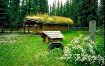 Trawa na dachu? Da się zrobić